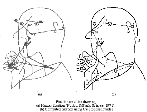 fixation